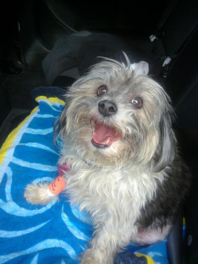 Recovery cruciate ligament